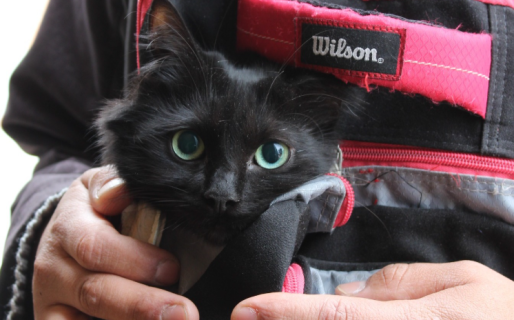 Este martes habrá vacunación antirrábica gratuita en Km 18