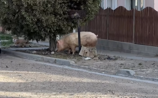 “Se nos había escapado”: el cerdito que recorrió Valle C y se volvió viral