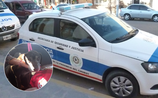 Comodoro furioso: intentó matar a una vecina por un perro callejero