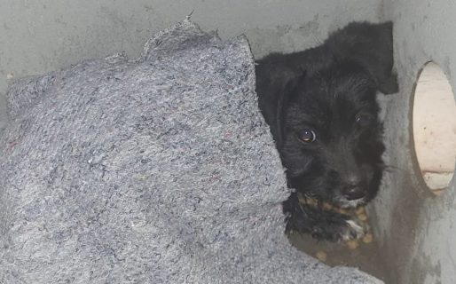 Abandonaron a un perrito en el natatorio de Km 8 y le buscan hogar