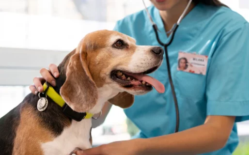 Este fin de semana habrá vacunación antirrábica en el Parque de la Ciudad