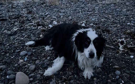 Abandonaron a un perro lastimado en la playa de Km 5