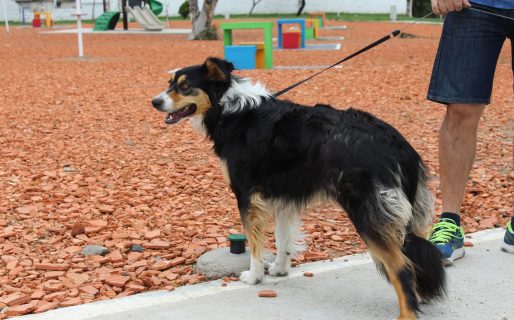 Este fin de semana habrá vacunación antirrábica gratuita en el Parque de la Ciudad