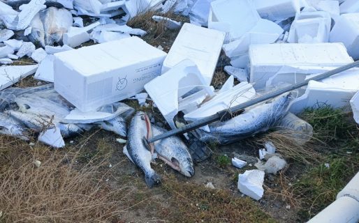 Bromatología dictaminó: el salmón del camión volcado no puede consumirse