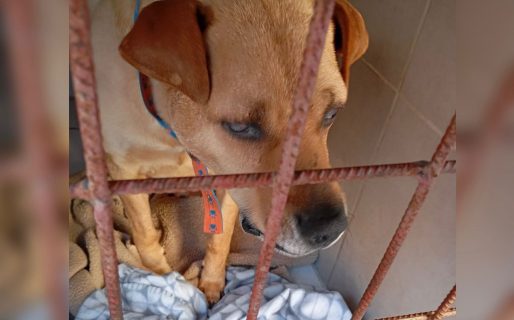 Buscan una familia para un perro ciego que fue abandonado