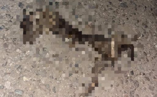 Denuncian que en La Floresta los perros se comen a otros perros porque sus dueños no les dan de comer