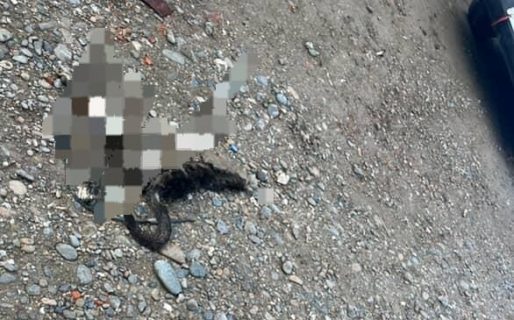 Vecinos adoptan, abandonan y condenan a los perros al canibalismo por falta de alimento