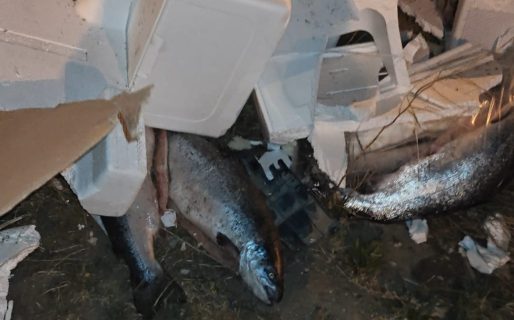 Se recuperó casi el 80% de la mercadería que será destinada a hacer harina y nadie pudo llevarse nada