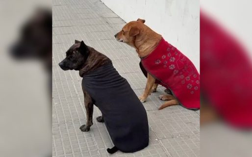 Dolor en el Centro: murió “Pedrito” y su compañera busca un hogar