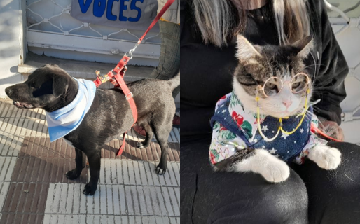 Este sábado realizarán una jornada de adopción de perros y gatos en pleno centro: «Te esperamos»