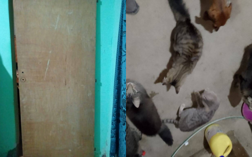 Pide ayuda para sus gatos mientras se recupera de una cirugía: cambia una puerta por alimentos