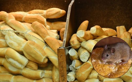 Clausuraron una panadería por presencia de excremento de roedores