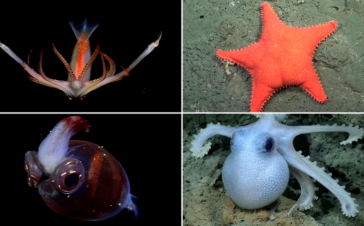 El CONICET lanza una nueva expedición científica a los cañones submarinos de Chubut