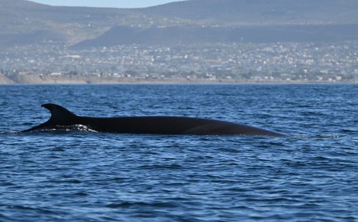 Comodoro se prepara para el avistaje de ballenas sei, la especie que reapareció en el mar patagónico tras casi 100 años
