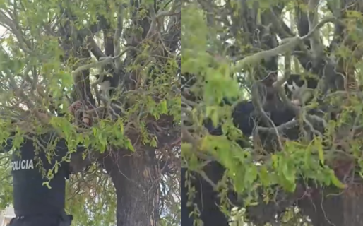 Efectivos de la Seccional Quinta salvaron a un gatito que estuvo un día en un árbol