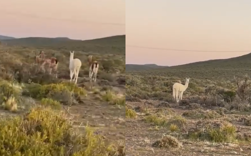 Rara belleza natural: guanaco albino aparece y asombra a todos