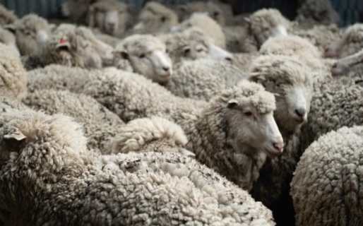 La producción de ovinos se incrementó un 32% en volumen y un 23% en valor con destino a exportación