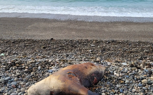 Vecinos hallaron un lobo marino muerto en la playa de Km 5