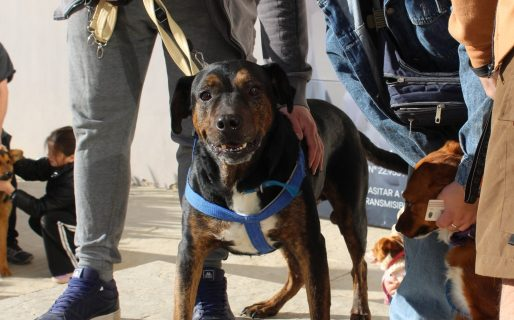 El tráiler de castración continúa brindando atención en el barrio San Cayetano