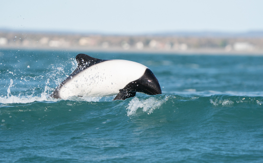 Un grupo de toninas fue avistado frente a las costas de Comodoro