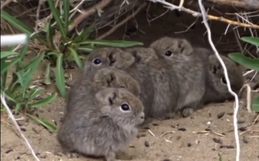 Video viral: una familia de cuis enternece a la redes sociales