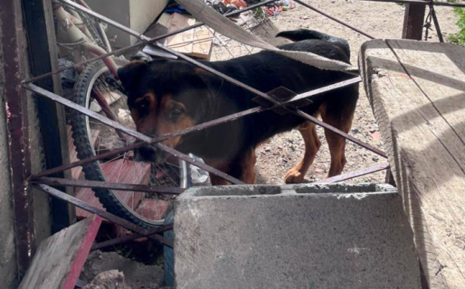 Se mudó y dejó a sus perros abandonados: «No tenían ni agua»
