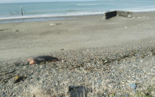 Un lobo marino murió en la costa de Km5 y denuncian que hace días no retiran el cuerpo