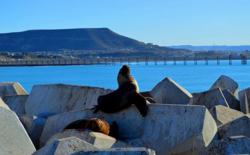 «Si ves un lobo marino en la costa, no te acerques ni intentes ayudarlo por tu cuenta»