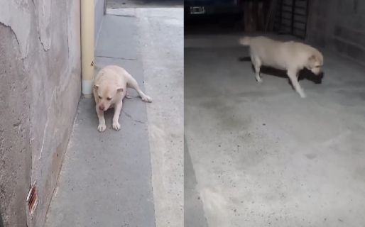 «Milagro de milagros»: tras años de tratamiento, una perrita volvió a caminar