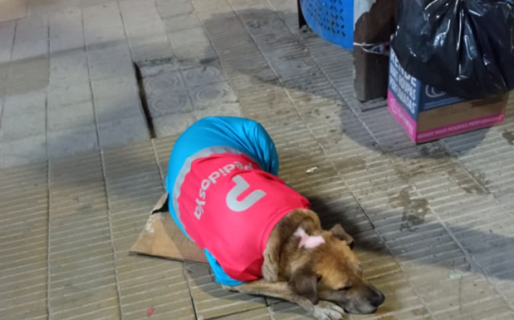 Un repartidor abrigó con su campera a un perro callejero