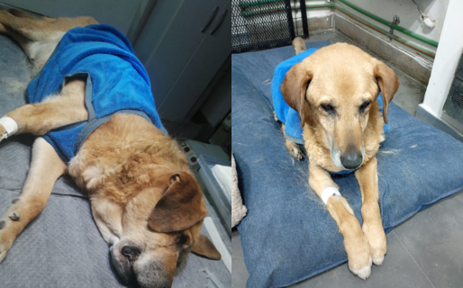 Un perrito rescatado enfrenta una dura lucha contra un tumor: piden ayuda para cubrir los gastos veterinarios