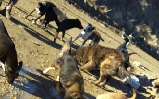 «Toda ayuda es bienvenida»: piden donaciones para alimentar a más de 40 perros y 10 gatos