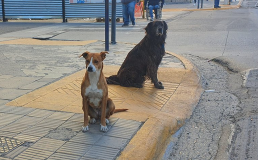 Convocan a charla informativa sobre la importancia de castrar en forma masiva y temprana