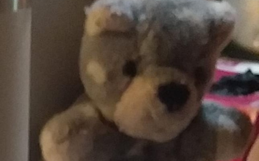 Ofrecen recompensa para recuperar a Teddy, el osito perdido de un niño de 6 años