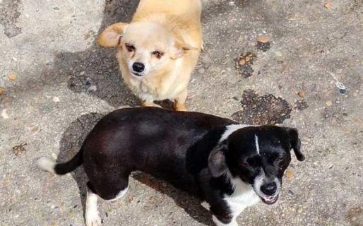 Buscan reubicar a 15 perritos tras la muerte de su dueño