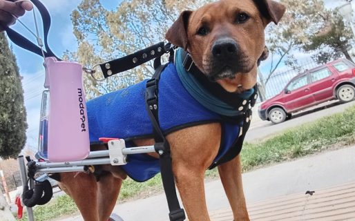 Realizan una rifa para pagar las sesiones de fisioterapia de «El Colo»