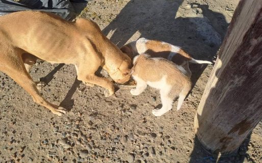 Buscan tránsito urgente para una perra y sus dos cachorros en Máximo Abásolo