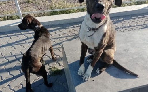“Nadie preguntó por ellos”: dos perritos rescatados podrían volver a la calle este sábado