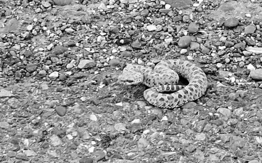 Vecinos alertan por la aparición de víboras en la zona del aeropuerto