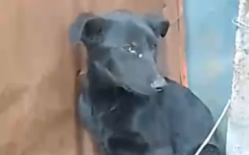 Solicitan ayuda para rescatar a un cachorro abandonado en Km 17