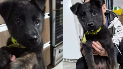 Continúa la búsqueda de Kimbo, el perro perdido en el Cordón Forestal