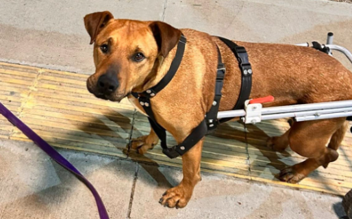 Continúa la rifa para pagar las sesiones de fisioterapia de «El Colo»: «Seguimos necesitando ayuda»