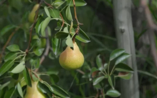Crecieron 18% las exportaciones de frutas argentinas en los primeros 8 meses del año