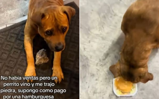 Ternura viral: un perro entrega piedras como “pago” por sus hamburguesas