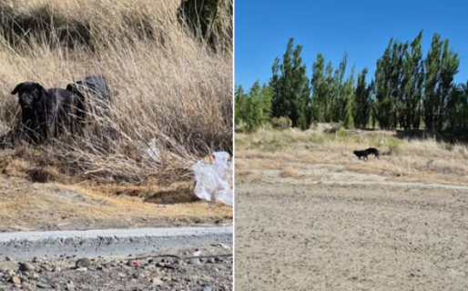Advierten por la presencia de “perros agresivos” en el barrio Las Orquídeas