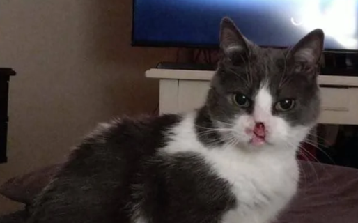 Anita, la gatita que lucha contra el cáncer y necesita ayuda para continuar su tratamiento