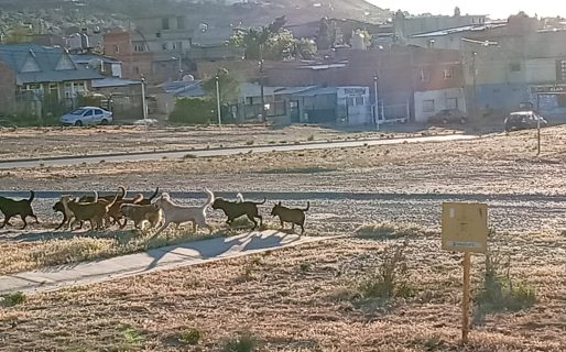 Vecinos de zona sur denuncian la presencia de una jauría de perros y reclaman por soluciones