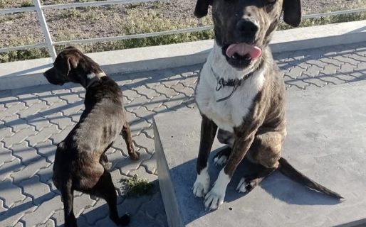 Indignación: habrían abandonado a dos perritos en el Stella Maris