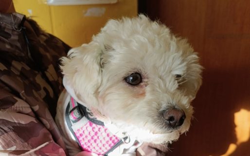 Este jueves darán turnos para castración gratuita en la Vecinal de Standart Norte