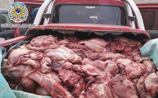 Secuestran más de 1.500 kilos de carne de guanaco transportada ilegalmente